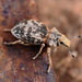 Hump-necked Broad-nosed Weevil - Photo (c) Todd Fitzgerald, some rights reserved (CC BY-NC), uploaded by Todd Fitzgerald