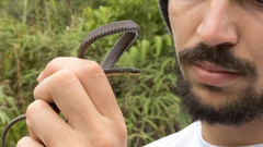 Synophis niceforomariae