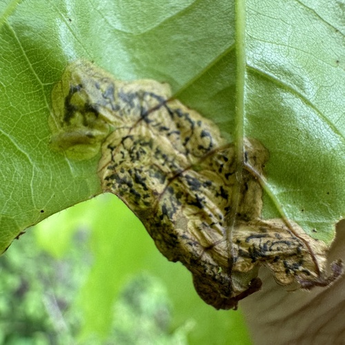 Oak Shothole Leafminer photo 2