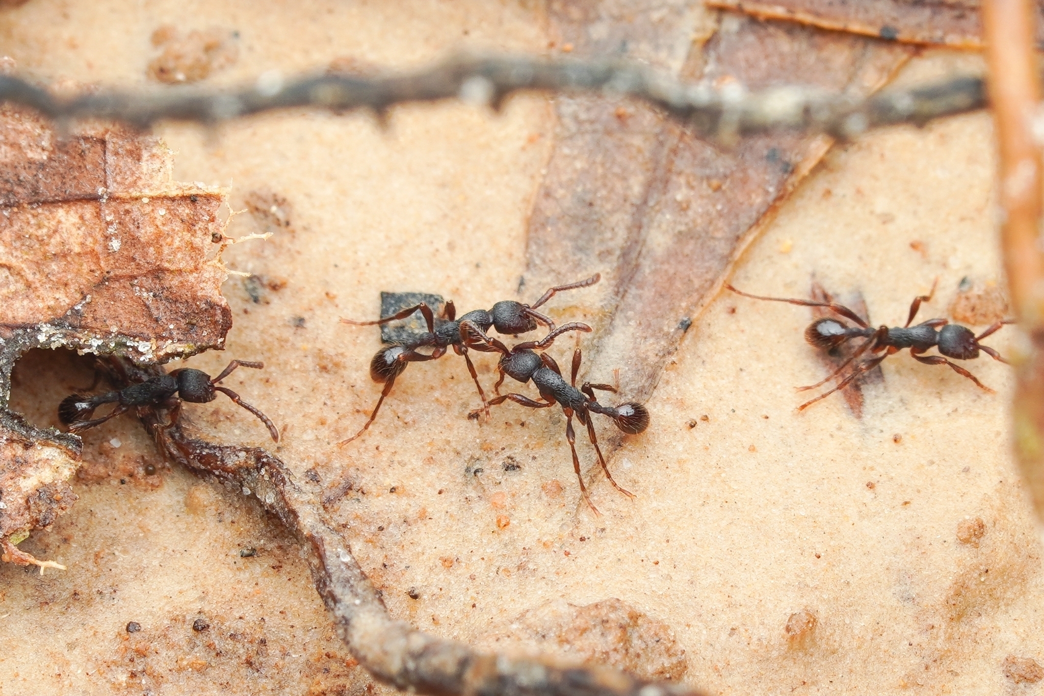 Aenictus levior