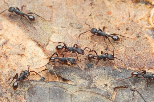 Aenictus leviorAenictus levior