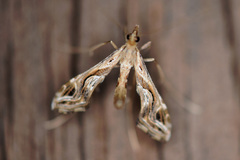 Lineodes integra