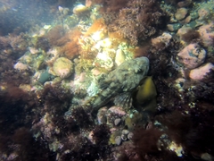 Myoxocephalus scorpius