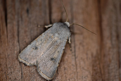 Agrotis vetusta