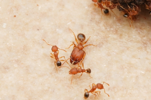 Pheidole parva photo 3