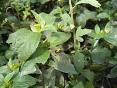 Calligrapha fulvipes