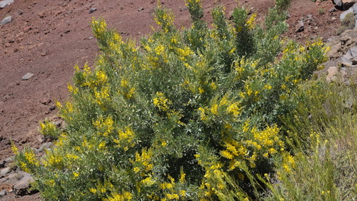 Genista stenopetala image