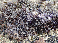 Psilophycus alveatus