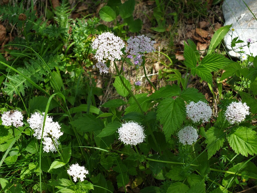 Mountain Valerian from 64490 Lescun, France on July 2, 2015 at 09:38 PM ...