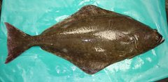 Hippoglossus hippoglossus
