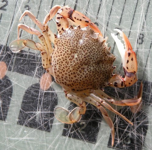 Ocellate Lady Crab, photo 3 of 10