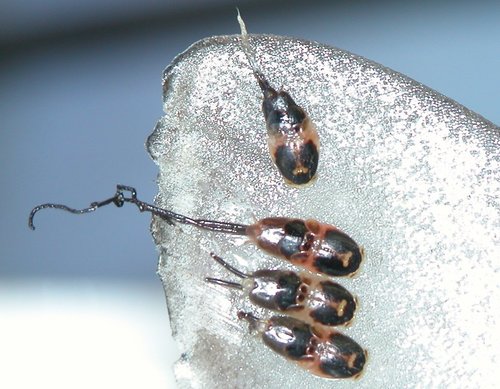 Representative image of Copepoda