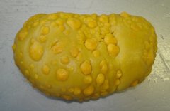 Sphaerotylus capitatus