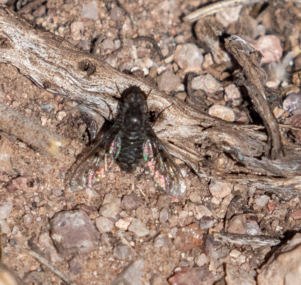 Charcoal Bee Flies from Cochise County, AZ, USA on April 14, 2023 at 09