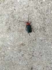 Stenaspis verticalis insignis