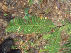 Taxus globosa