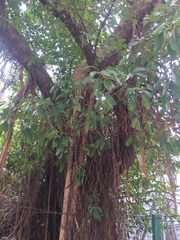 Ficus microcarpa