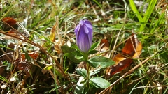 Gentiana catesbaei