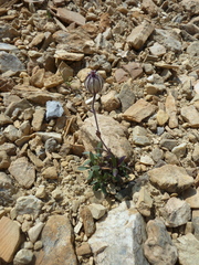 Silene uralensis