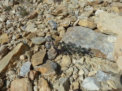 Silene uralensis
