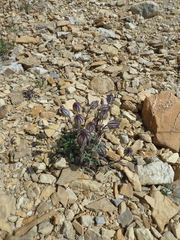 Silene uralensis