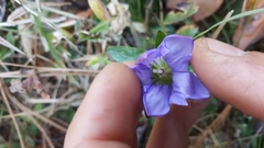 Gentiana catesbaei