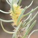 Sclerolaena fimbriolata - Photo (c) geoffbyrne,  זכויות יוצרים חלקיות (CC BY-NC)