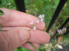 Vicia disperma
