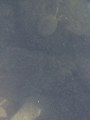 Apalone spinifera guadalupensis