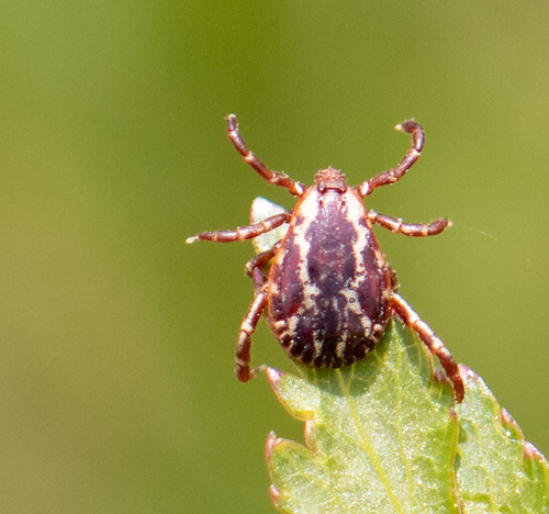 American Dog Tick, photo 2 of 8