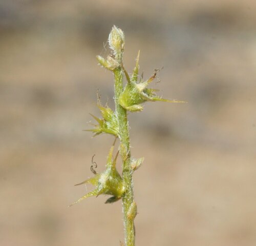 Sclerolaena alata