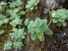 Sedum palmeri