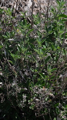 Bystropogon origanifolius image