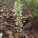 Goodyera striata - Photo 由 W.plantas 所上傳的 (c) W.plantas，保留部份權利CC BY-NC