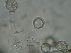 Blastocladiopsis parva