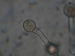 Blastocladiopsis parva