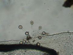 Blastocladiopsis parva