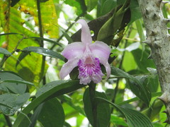 Sobralia rosea