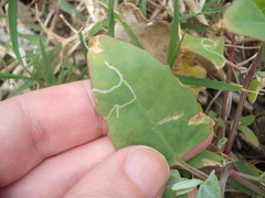 Liriomyza chenopodii