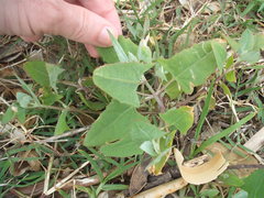 Liriomyza chenopodii