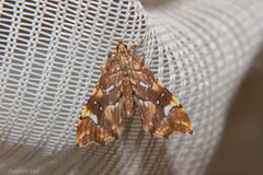 Musotima nitidalis