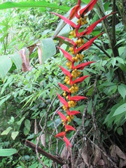 Heliconia dielsiana