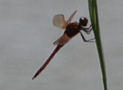 Libellula needhami