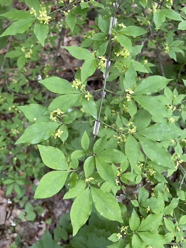 Euonymus alatus