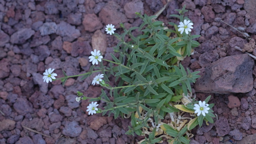 Cerastium sventenii image