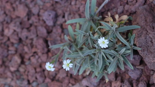 Cerastium sventenii image