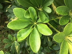 Heptapleurum arboricola