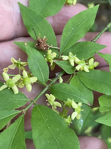 Euonymus alatus