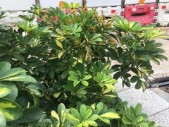 Heptapleurum arboricola