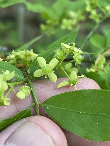 Euonymus alatus